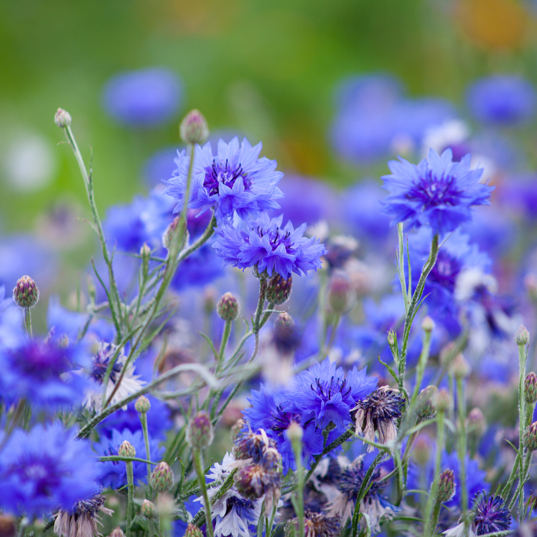 Die Ernte und Trocknung von essbaren Kornblumen: Tradition und Sorgfalt für höchste Qualität