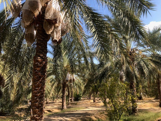 Der Weg der Deglet Nour Datteln von der Palme bis in deine Hand